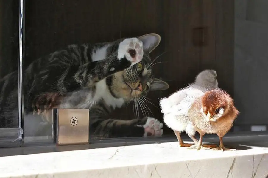 Gatti e uccelli giocano insieme! [VIDEO]