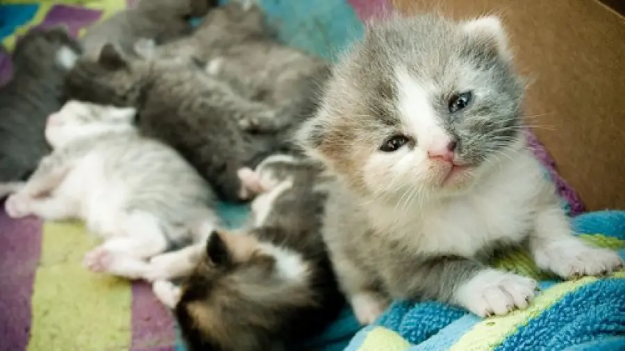 Come scoprire il sesso di un gattino