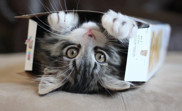 Gatti tenerissimi giocano con le scatole! [VIDEO]