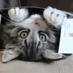 Gatti tenerissimi giocano con le scatole! [VIDEO]