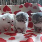 I gatti più divertenti del 2013! [VIDEO]