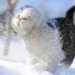 Gatti che giocano sulla neve! [VIDEO]