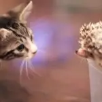 Gattino incontra un istrice! [VIDEO]