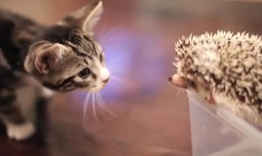 Gattino incontra un istrice! [VIDEO]