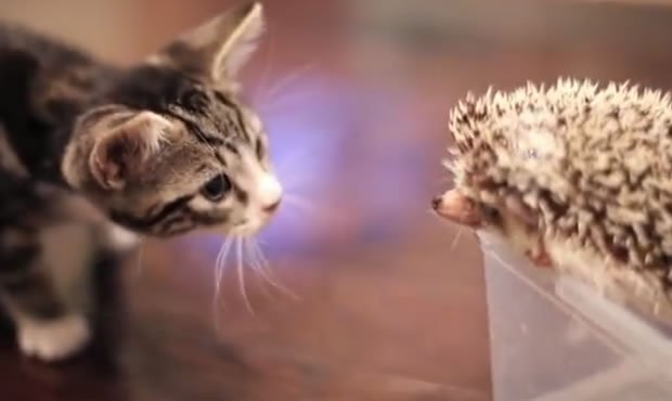 Gattino incontra un istrice! [VIDEO]