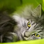 Gatto maschio diventa mamma gatto! [VIDEO]