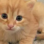 Gattino si perde e viene salvato dalla madre! [VIDEO]