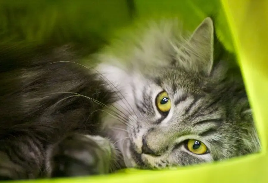 Gatto maschio diventa mamma gatto! [VIDEO]