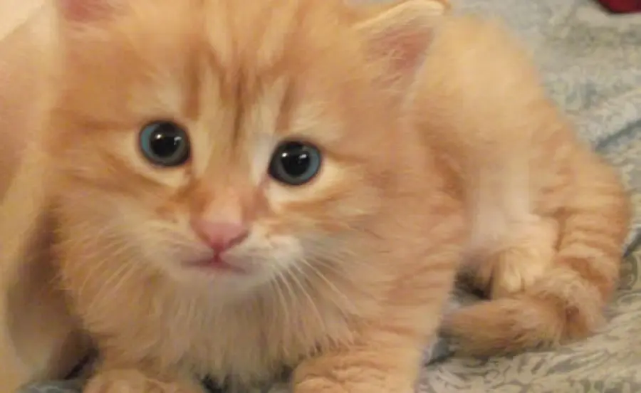 Gattino si perde e viene salvato dalla madre! [VIDEO]