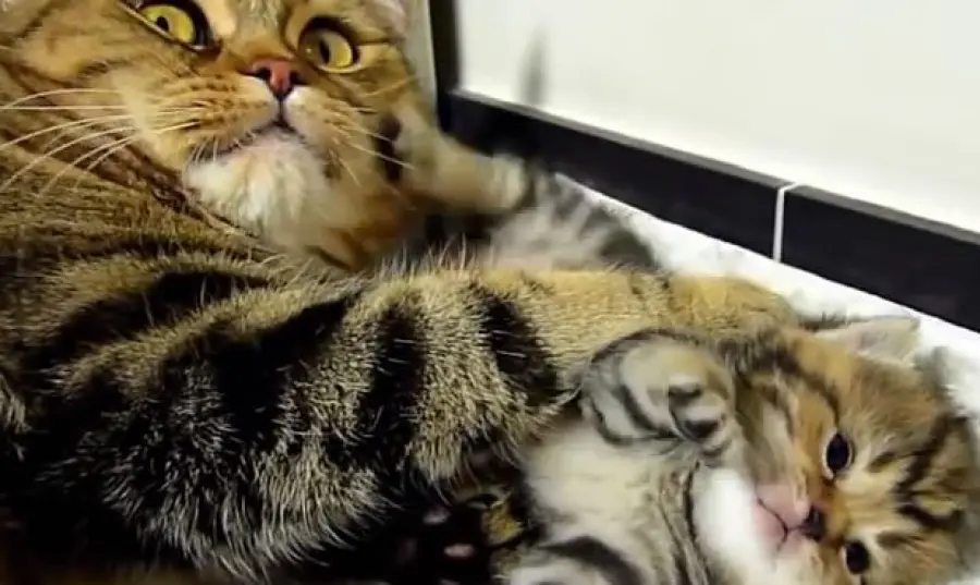 Mamma gatta "parla" con il suo cucciolo [VIDEO]
