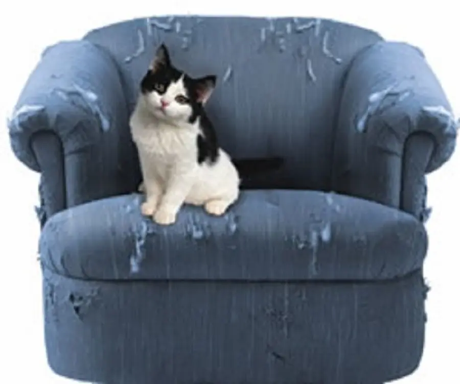 Gatti e dispetti, come educare un gatto dispettoso