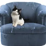 Gatti e dispetti, come educare un gatto dispettoso