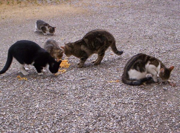 Filmato di buon Natale per tutti i gatti randagi!