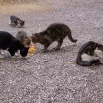 Filmato di buon Natale per tutti i gatti randagi!