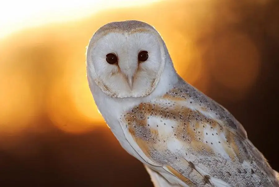 Barbagianni e gatto: un piccolo grande amore! [VIDEO]