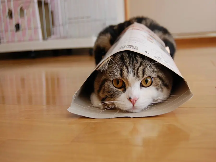 Maru, il gatto più famoso di YouTube! [VIDEO]