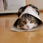 Maru, il gatto più famoso di YouTube! [VIDEO]