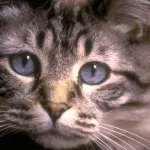 Gatto salva una famiglia da morte certa!