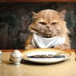 Cibo per gatti: si potrà acquistare anche su Amazon