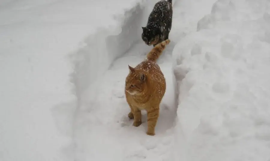 Gattini giocano sulla neve! [ VIDEO]