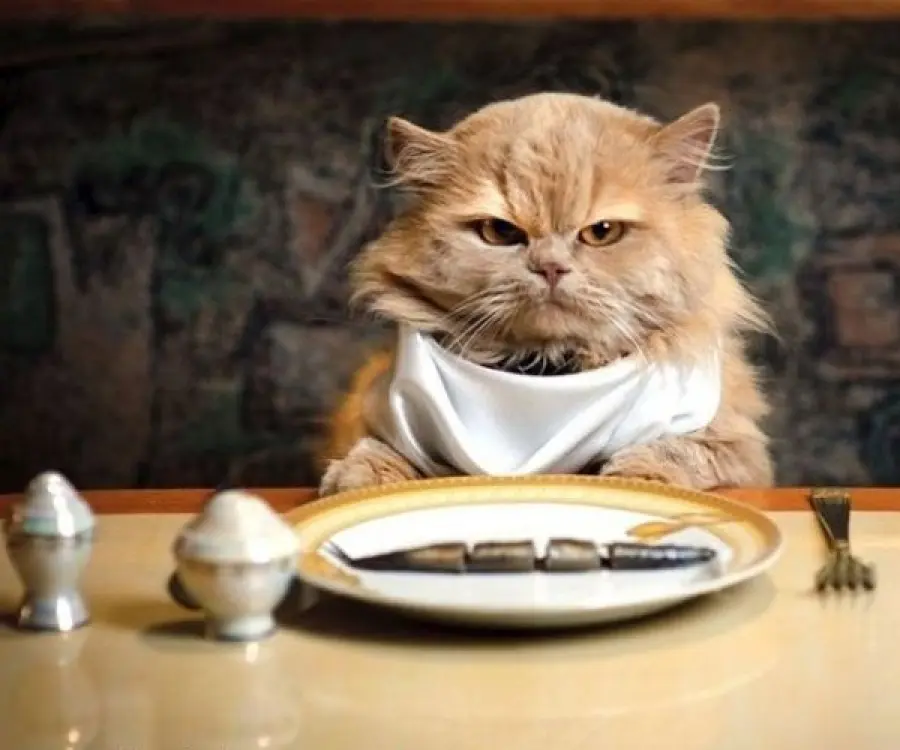 Cibo per gatti: si potrà acquistare anche su Amazon