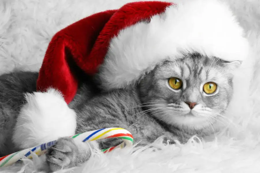 Natale 2013: quale regalo per il vostro gatto?