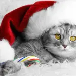 Natale 2013: quale regalo per il vostro gatto?