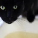 Gattino ama giocare con l'acqua! [VIDEO]