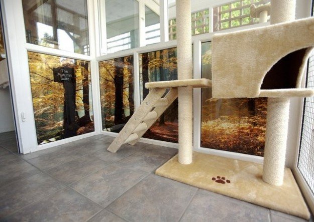 Apre a Parigi il primo albergo solo per gatti