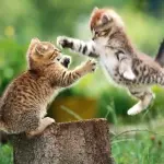 Gattini giocano a fare agguati [VIDEO]