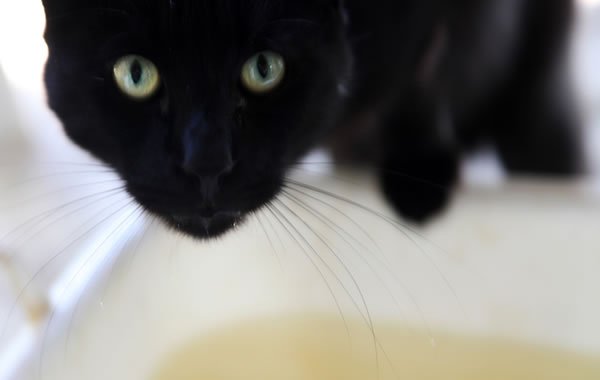 Gattino ama giocare con l'acqua! [VIDEO]