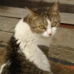 Mamma gatta richiama cuccioli per allattamento!