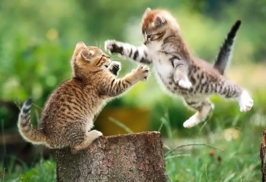 Gattini giocano a fare agguati [VIDEO]