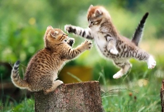 Gattini giocano a fare agguati [VIDEO]