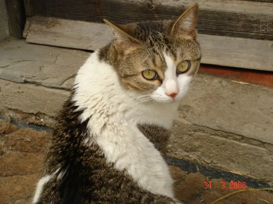 Mamma gatta richiama cuccioli per allattamento!