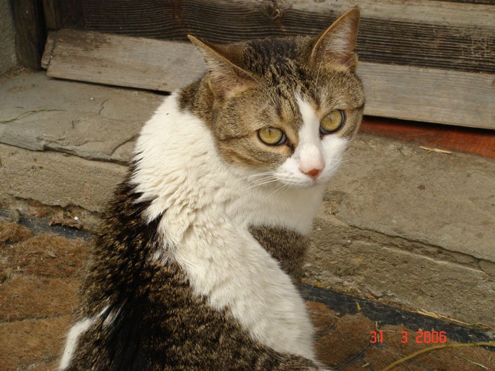 Mamma gatta richiama cuccioli per allattamento!