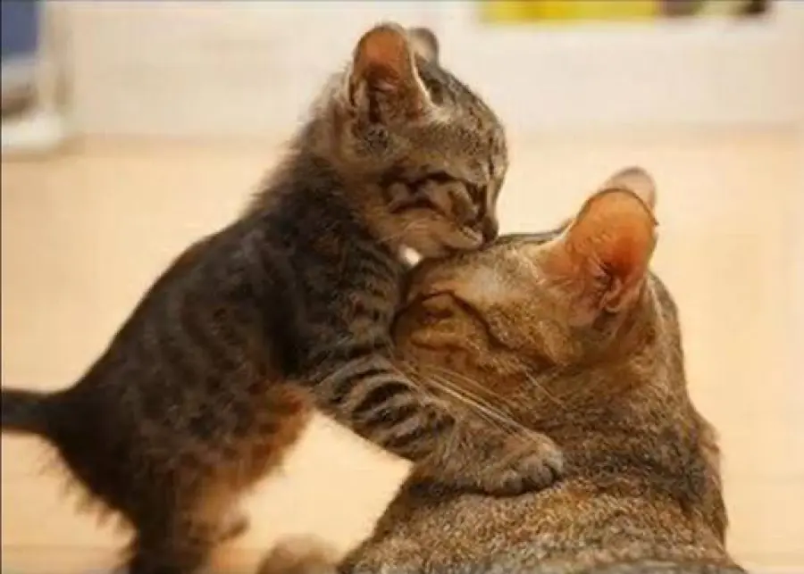 Mamma gatta accudisce cuccioli di una settimana! [VIDEO]