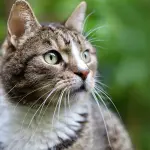 Cosa copre l’assicurazione per gatto?