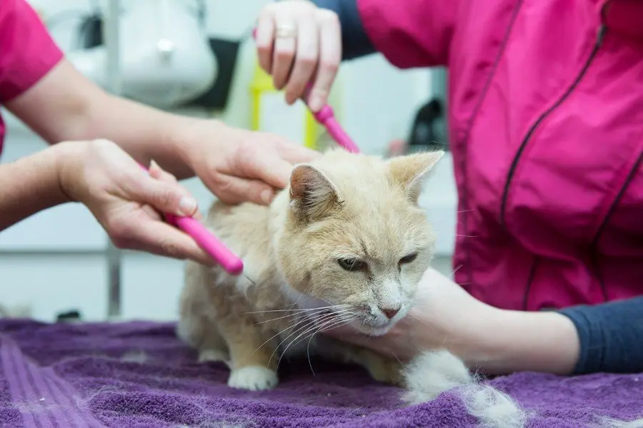 Come tosare un gatto e quando si deve fare