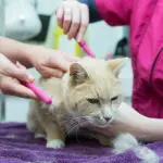 Come tosare un gatto e quando si deve fare