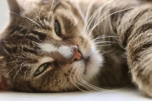 Percorsi sospesi per gatti: come possono influire sulla loro vita?