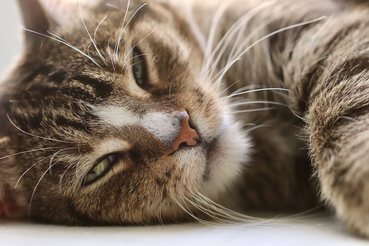 Percorsi sospesi per gatti: come possono influire sulla loro vita?