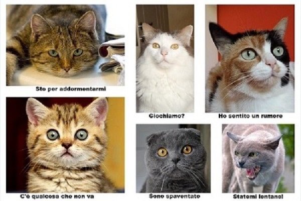 Comunicazione gatti-uomini, presto i pet potranno parlare con noi