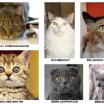 Comunicazione gatti-uomini, presto i pet potranno parlare con noi