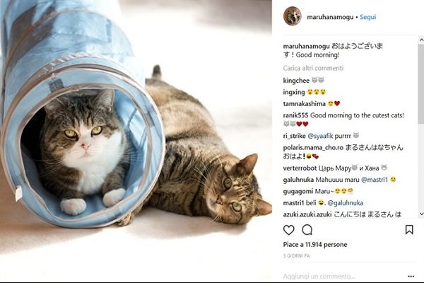 PetScene, nuovo Facebook per gatti e altri pet
