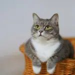 Salute del gatto: i pericoli a cui va incontro