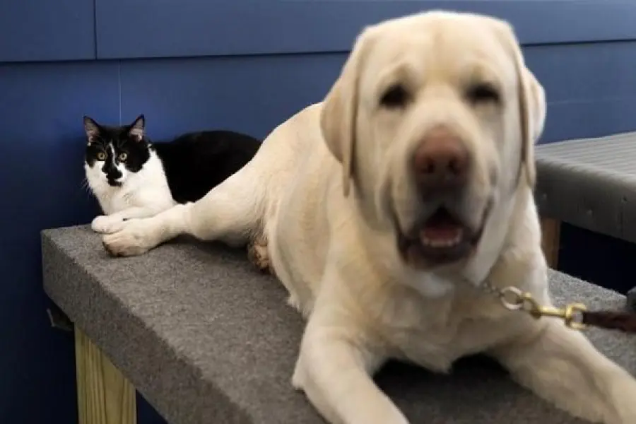 Dog, primo gatto addestratore di cani di Support Dogs