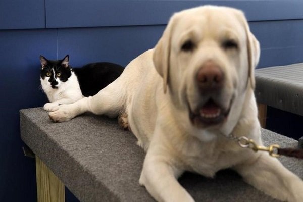 Dog, primo gatto addestratore di cani di Support Dogs