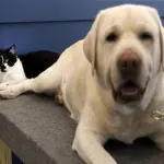 Dog, primo gatto addestratore di cani di Support Dogs