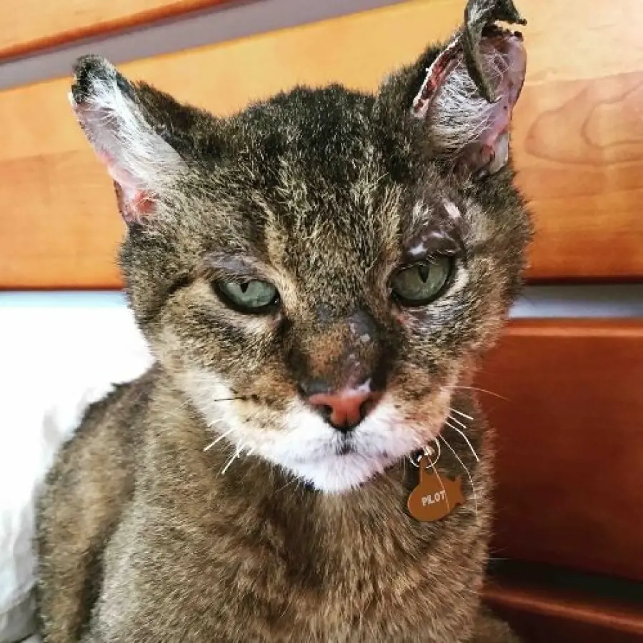 Gatto smarrito da 10 anni  ritrovato dopo gli incendi della California
